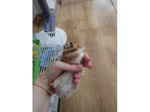 Hamster dişi