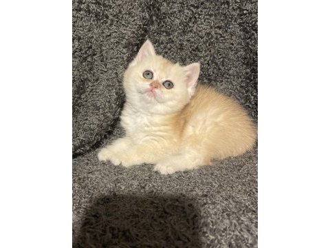 Anne baba şecereli golden ny12 safkan british dişi