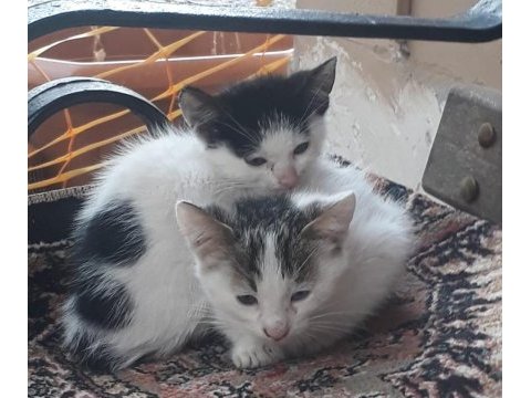 3 aylık minikler yuva arıyor tekir