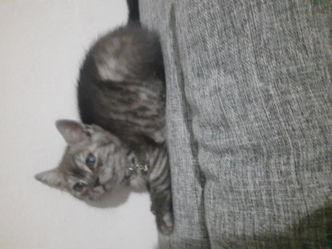 British shorthair yavrular
