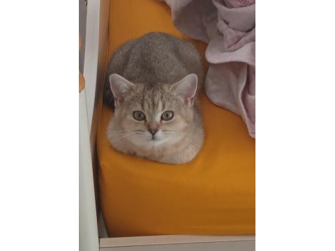 British shorthair golden shaded dişi