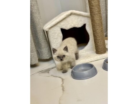 2 aylık british shorthair blue point