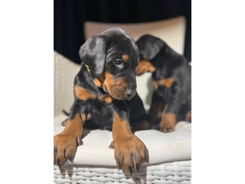 Estetikli king doberman yavrular