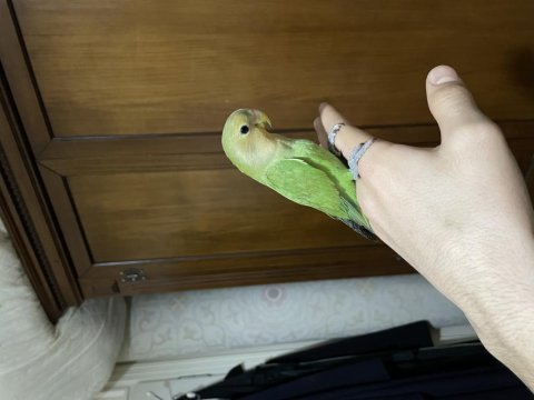 Yavru erkek sevda papağanı