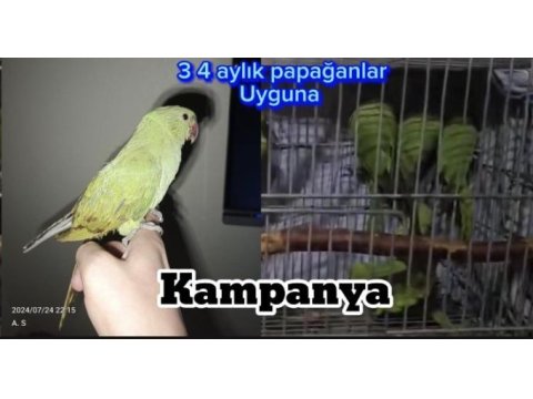 3 4 aylık yavru papağanlar