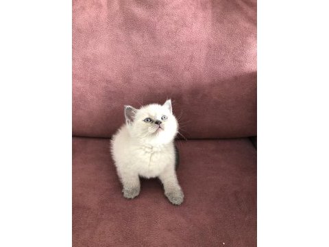 Blue point british shorthair yavrular