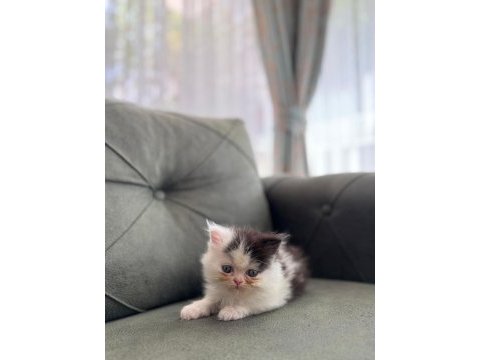 Exotic longhair yavrularımız rezerveye açıktır