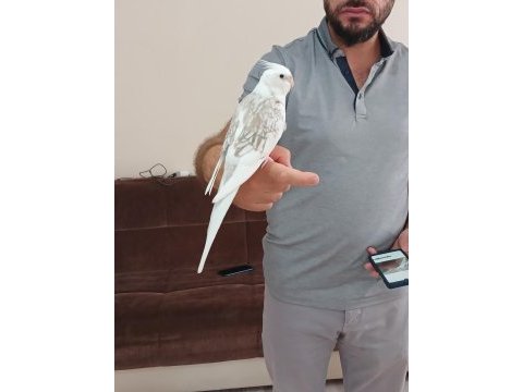 10 aylık ele alışık wifi sultan papağanı