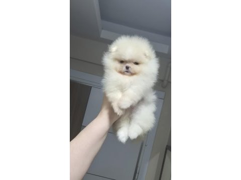 Minik prenses pomeranian boo