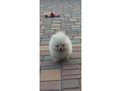 Ankarada ziyarete açık ayı surat pomeranian