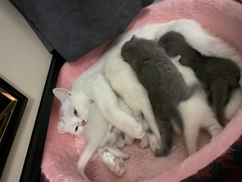 Rezerveye açık 1 aylık british shorthair