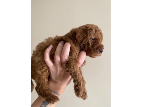 2 aylık safkan toy poodle