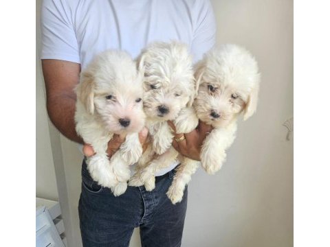 Maltese terrier yavrular