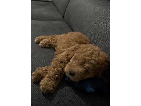 3 aylık yavru toy poodle