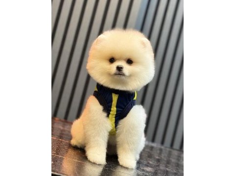 Gülen yüz ayı surat erkek pomeranian boo