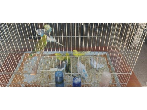 Alıştırmalık muhabbet kuşu bebekler