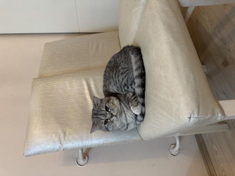 Erkek british shorthair kaplan çizgili kısır değil