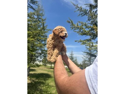 Yüksek kalite dişi maltipoo bebeğimiz