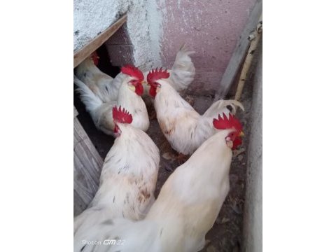 Besili horoz