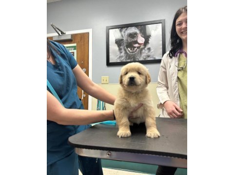 Yetişen alır golden retriever erkek