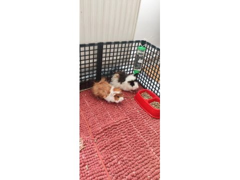 Guinea pig sağlıklı erkek ve dişi