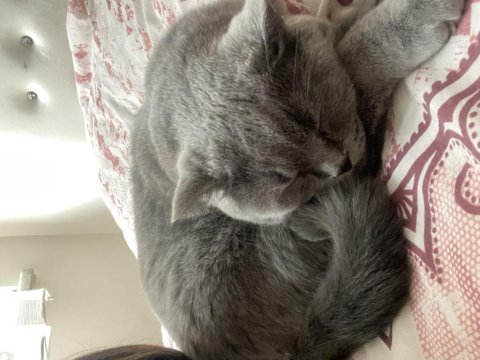 British shorthair kısırlaştırılmış erkek