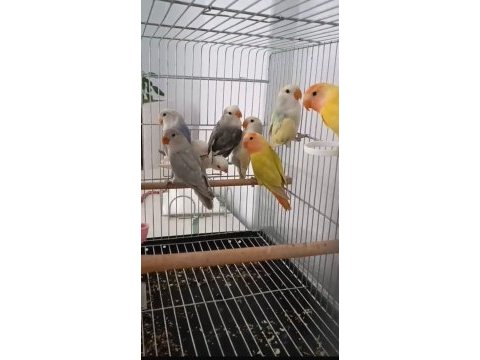 10 adet sevda papağanı