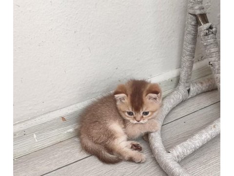 British shorthair ve longhair