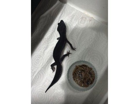 Black night leopard gecko