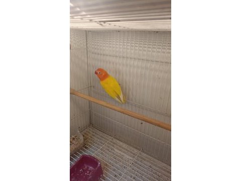 Cennet sevda papağanları çok güzel renkleri canlı parlak