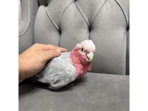 Yavvru gül kakadu papağanı