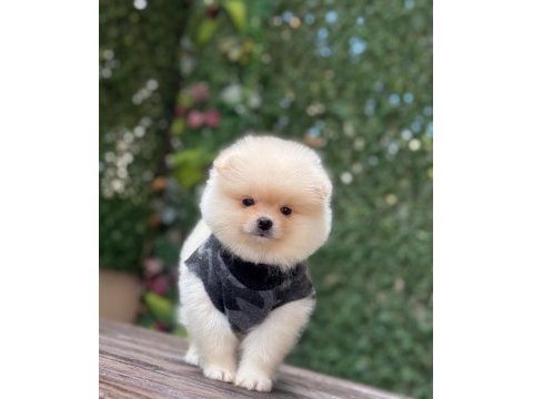 Orjinal spitz olmayan pomeranian boo çocuklarımız