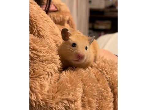 Hamster gonzales yavrularımız heryere gönderim