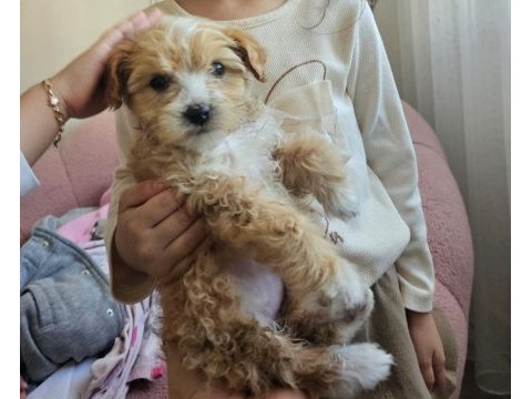 2 aylık dişi maltipoo