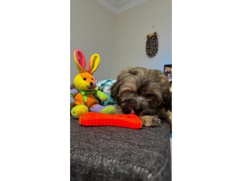 Ayı surat maltipoo yavrularımız
