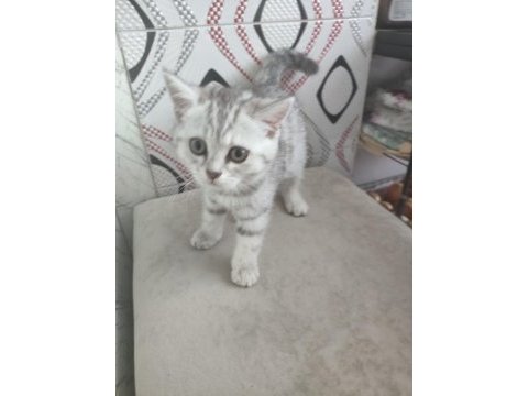 British shorthair ve scottish fold yavrularımız