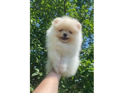 Pomeranian boo bebekler