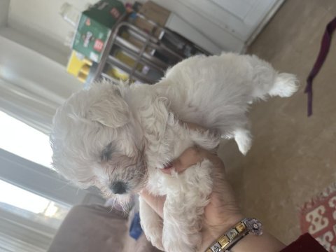 Korekan maltese terrier