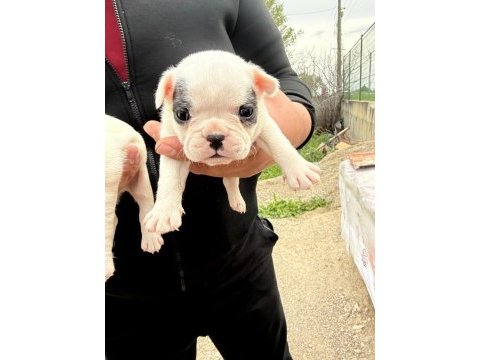 A kalite bulldog bebekler
