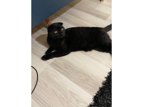 Scottish fold yavru çok güzel akıllı