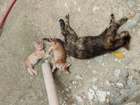 Yavru ve anne kedimiz