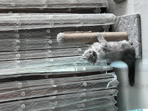 Safkan british longhair