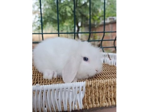 Hollanda teddy lop yavru tavşanlar