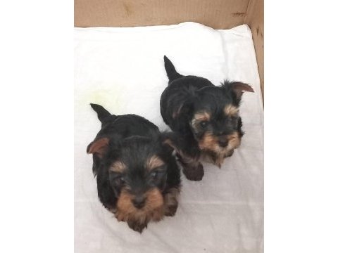 5 haftalık orjinal terrier tea cup