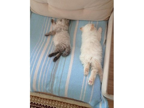 Maviş iran persian, tuvalet eğitimi vardır