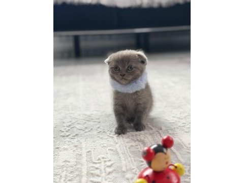 Minik scottish fold yavrularımıza yuva arıyoruz