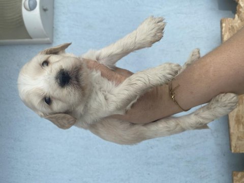 Minik maltipoo yavrularımız yeni yuvalarını bekliyor