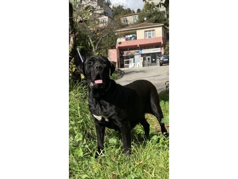 Cane corso yavrular