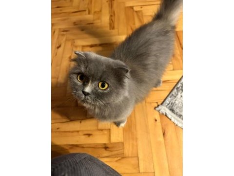5 yaşında scootish longhair dişi