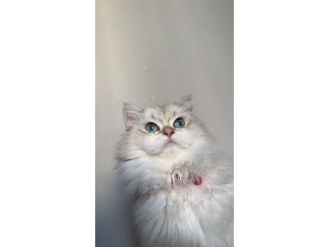 8 aylık 1 dişi ve 1 erkek british longhair